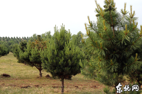 生态林变身经济林。东北网记者 侯巍 摄