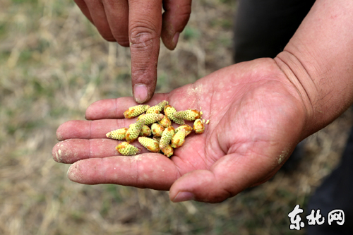采摘下来的松花。东北网记者 侯巍 摄