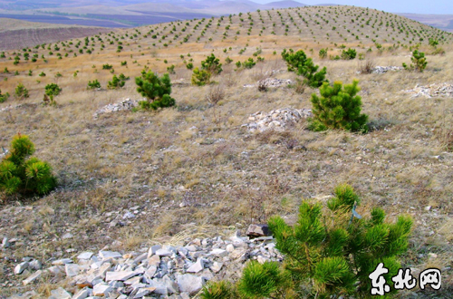 石质荒山造林。资料图
