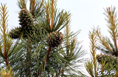 松塔。东北网记者 侯巍 摄