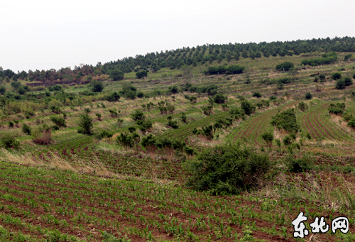 梯田式造林。东北网记者 侯巍 摄
