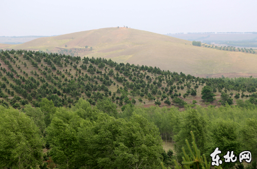 荒山与青山形成鲜明对比。东北网记者 侯巍 摄